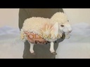Handpuppe Wolliges Schaf